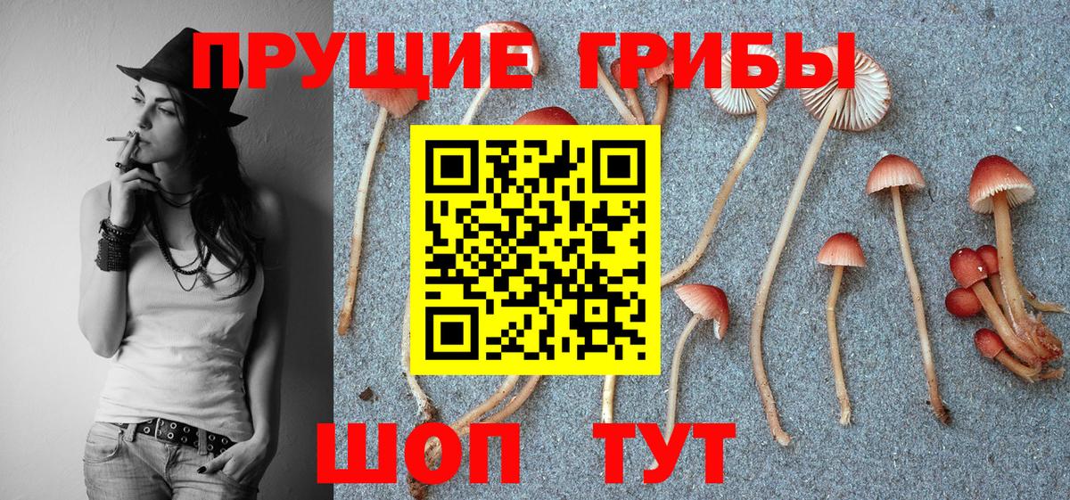 Коммунар  Псилоцибиновые грибы Psilocybine cubensis  Вход с VPN 